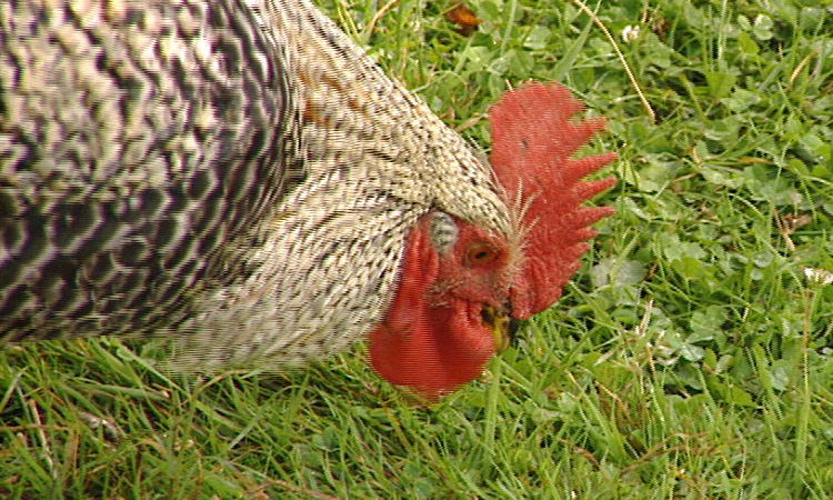 Alimentation des poules et des coqs - 2mn 30s